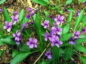 农村种植草药(叶子似犁头，民间俗称“解毒草”，脸上喜欢长痘就找它，太实用了)