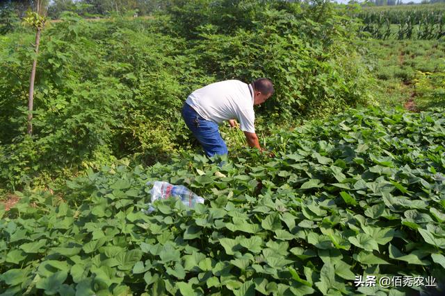 适合农村种植的5种懒人菜，被称为摘不败，种一茬够家人吃半年