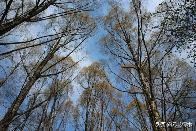 被誉为“胭脂树”的东北珍稀树种：钻天柳