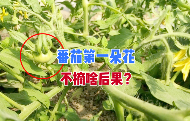 栽种番茄，第一个果为啥要摘掉？改掉3个坏习惯，番茄又大又多