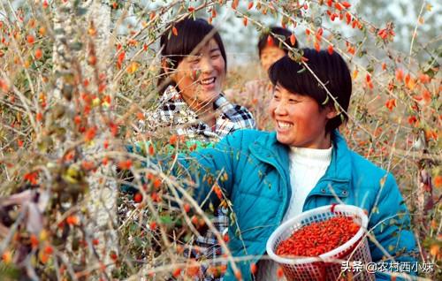 枸杞要怎么种？枸杞的种植方法