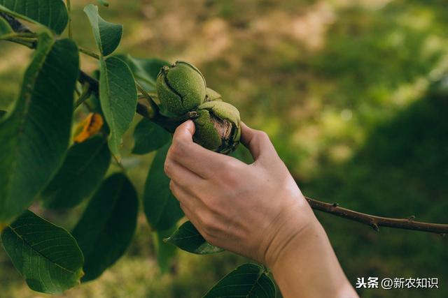 核桃栽培技术及病虫害防治方法，种植户们看一看！不要错过了哟