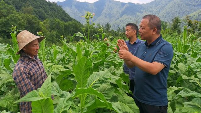 宜昌兴山烟草：“视频上线、技术下田”助力烟叶种植提质增效