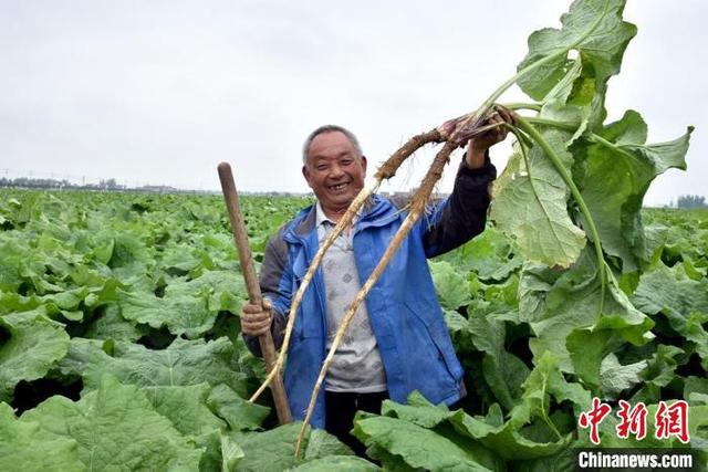 万亩“丰县牛蒡”助力乡村振兴 汉皇故里江苏丰县再领风骚