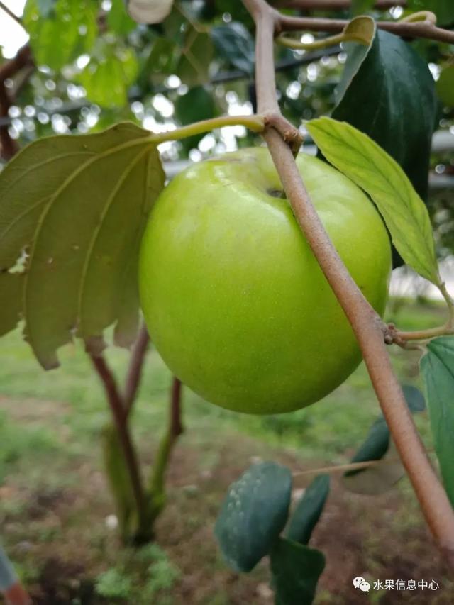 牛奶青枣、苹果枣，是同一种品种吗？