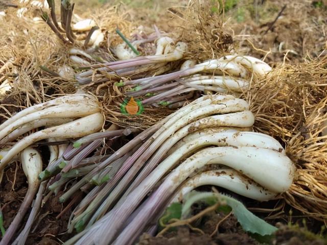 野藠头，农村特有的野菜，味道好营养价值高，你吃过吗？