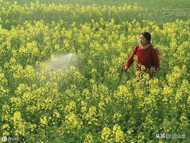 优质高产双低油菜品种华油杂62，掌握机械化种植技术，轻松获高产