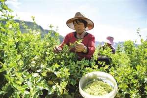 河北中草药种植(河北涉县：扩大中药材种植 助力中医药发展)