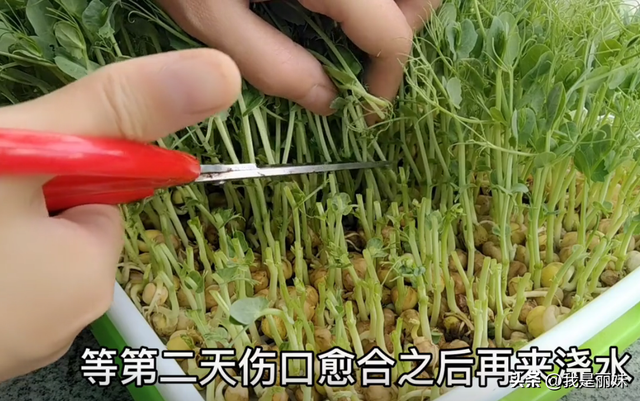 豌豆苗别再花钱买，1个盆1把豆，生1次割3茬，邻居见了都跟着种