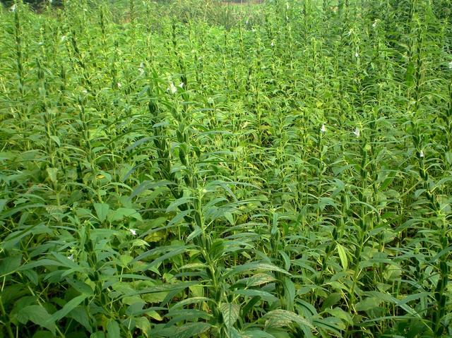 芝麻怎么种？芝麻种植的注意事项