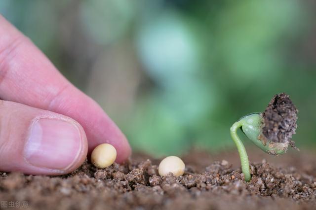 清明前后，种瓜种豆：早期种植大豆的10个技巧