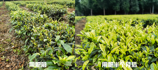 「纳米肥料种植现场」茶树不发新叶长得慢？试试这个肥