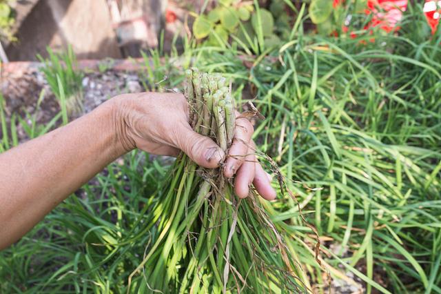 韭菜盆栽长不壮？按这5方面来种植，盆栽韭菜长得又肥又壮