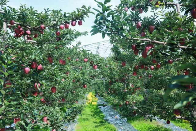 苹果中的扫地僧“花牛”：时髦颜值，口感爆炸，你们不知道只因我很低调