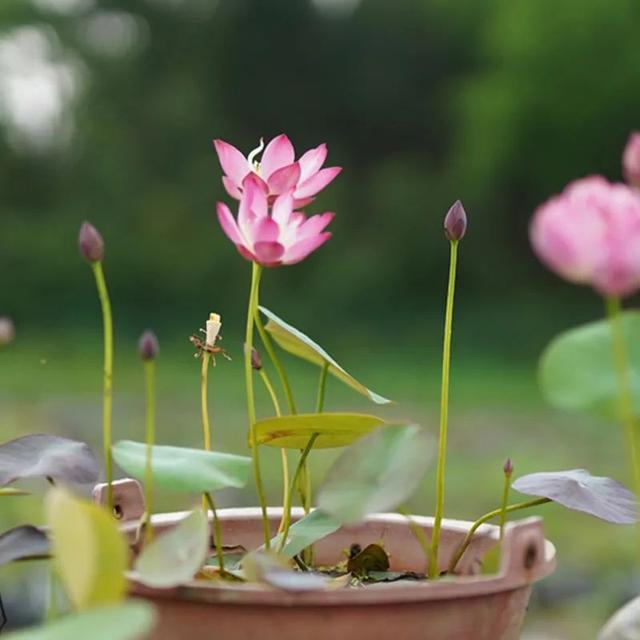 南开大学录取通知书送的莲花种子，怎么种？