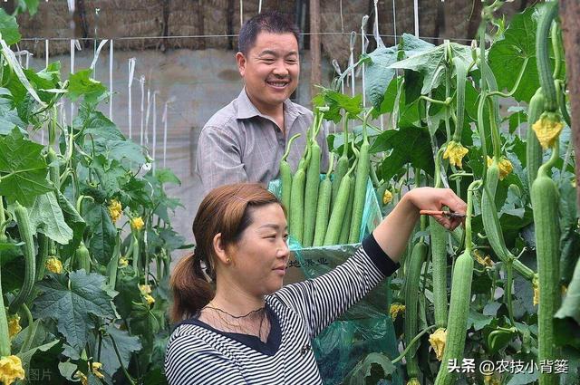 丝瓜如何种植管理才能更优质更高产？记住这6个种植管理技巧