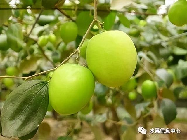 牛奶青枣、苹果枣，是同一种品种吗？