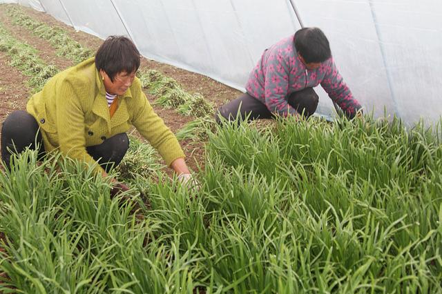 韭菜如何种植？老根移栽和种子播种，哪种方式种植效果好？