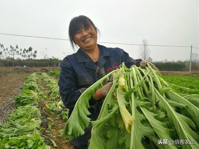 农村有种腌制型蔬菜，生长期60天，亩产10000斤，被称为懒汉作物