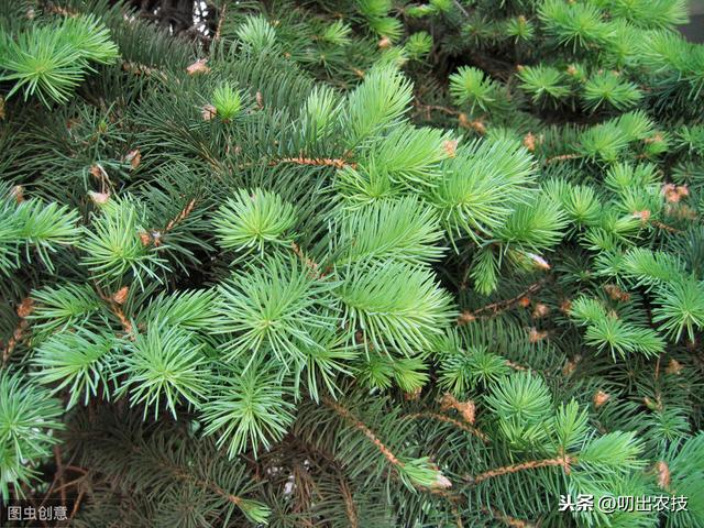 松树种植及病虫害防治技术，你知道多少？学会并不难