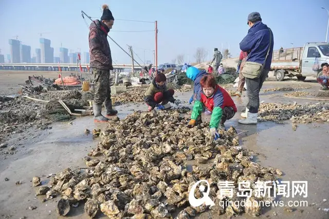 青岛这种海鲜，现在肥透了！已大量上市…在这里还能白捡