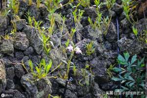 蛇木板种植石斛(吊兰丨如何种石斛？在家种植的注意事项)