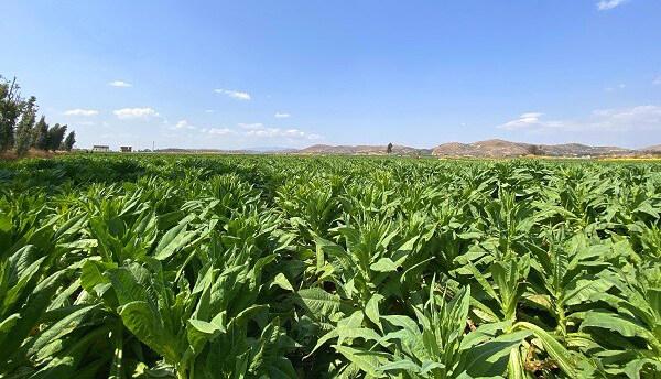 贡菜促致富 幸福新邑绿油油