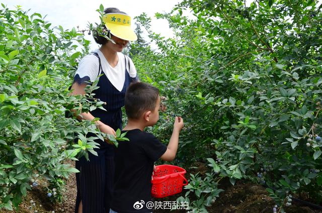 无蓝莓不夏天｜周至九峰藏了个百亩蓝莓园 不要门票任你吃到饱！