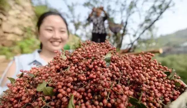 要想花椒长得好、产量高，这些种植管理方法不可少！