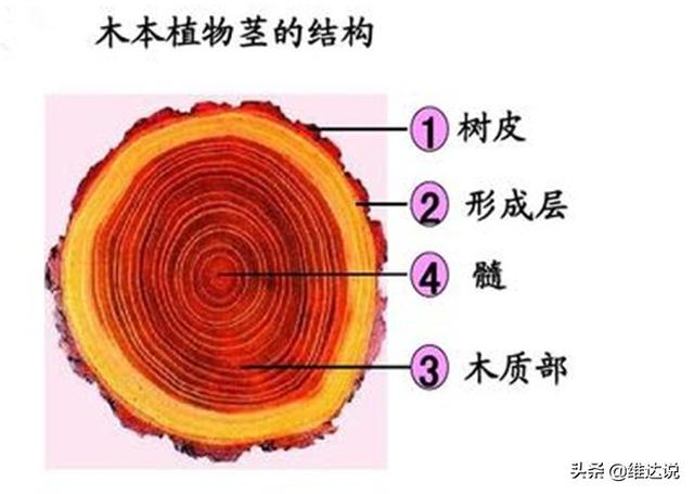 长得高大像“树”的香蕉树却是“草”，天生有籽却靠无籽誉满全球