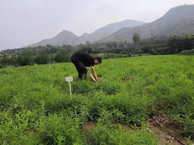 农用酵素管理的有机黄芪田间种植技术