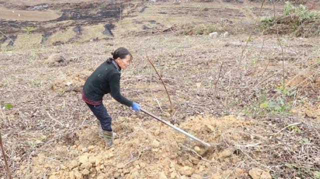 独山学庄村：种植蜂糖李 甜蜜致富路