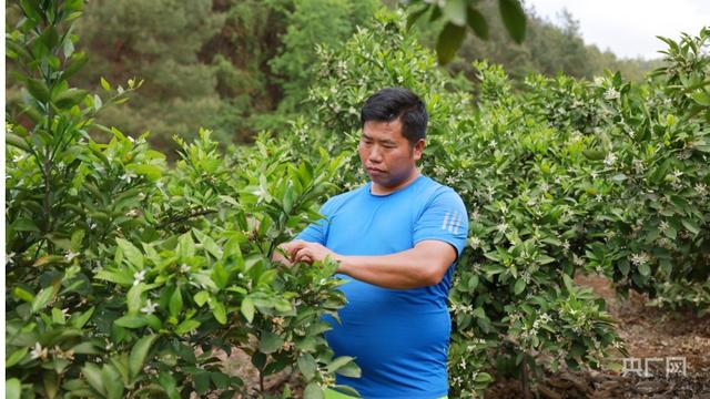 贵州麻江：柑橘花开香满园  繁花盛开兆丰年