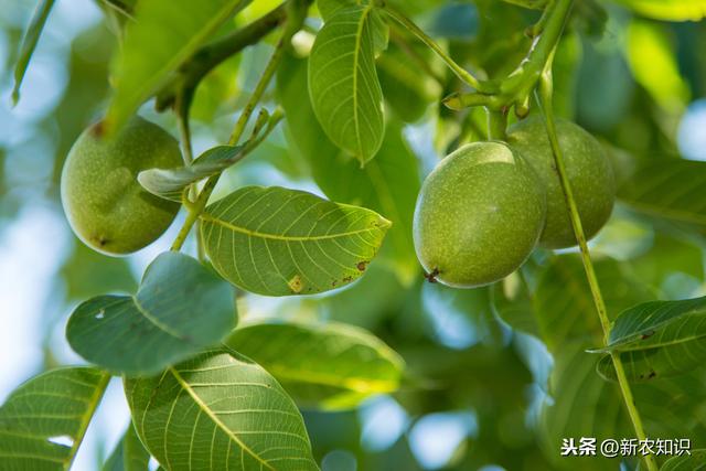 《免费学技术》核桃栽培技术及病虫害防治方法，值得一看