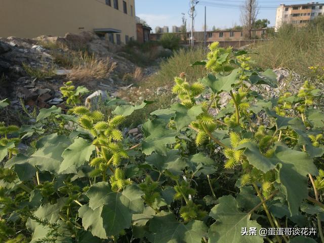 田间野草变中药良方，苍耳妈妈是如何从野草逆袭成有用植物的