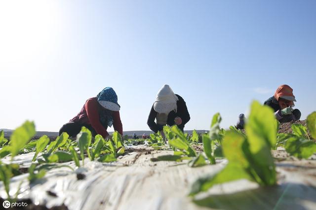 结球甘蓝夏季高产栽培有技巧，播种育苗、精细管理，看完便知