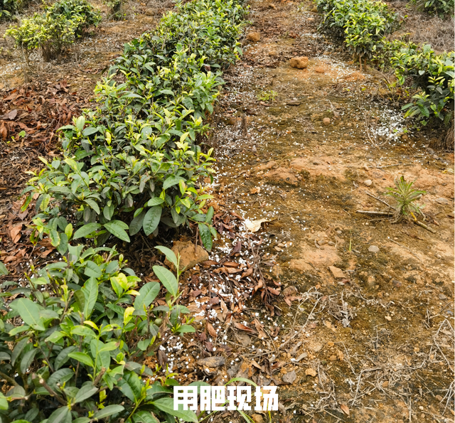 「纳米肥料种植现场」茶树不发新叶长得慢？试试这个肥