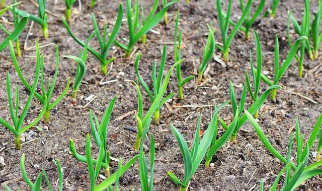 霜降过后，白菜、萝卜、大蒜、菠菜、葱还用不用浇水？看后明白了