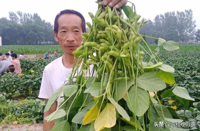 如何才能种出高产优质的大豆？种植大豆要抓好哪几项管理重点？