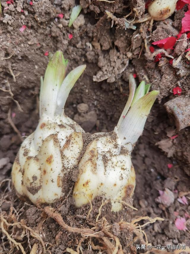 春天到了，又可以种食用百合了，又能看花，又能做菜，你种了吗？