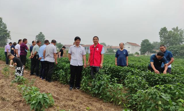 辣椒种植机械化 省时省钱农民夸，郑州蔬菜研究所助力柘城推广朝天椒机械直播技术