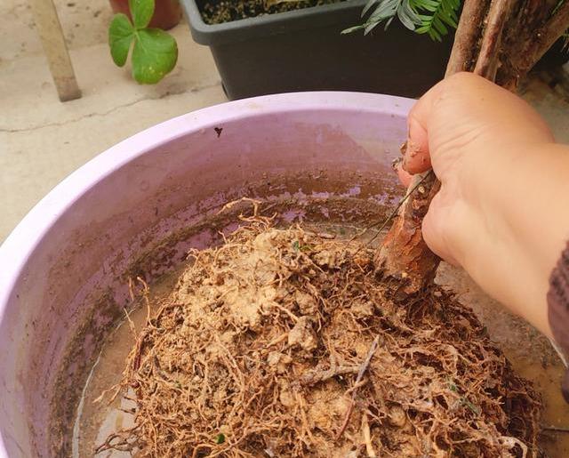 网红植物“红豆杉”，换个透气土，避免干尖黄叶，好好养，很珍贵