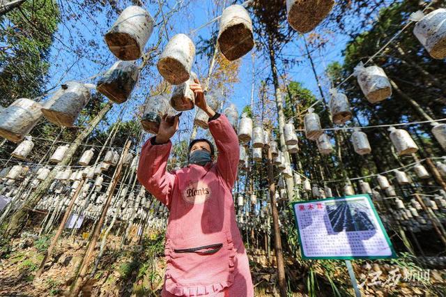 江西日报视线版头条丨抚州市林业改革发展路径探析