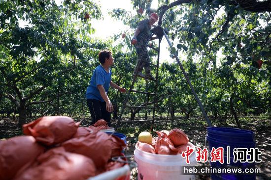 河北内丘：产业兴旺果飘香