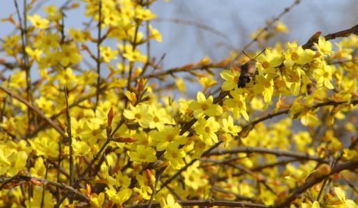 被统称为“雪中四友”之一的迎春花，种植技术介绍