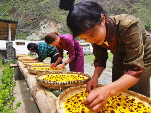 甘孜州稻城县：高原雪菊开出“致富花”