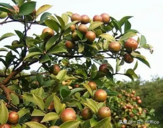 油茶树种植效益(油茶树种植一亩成本不到2000元，亩利润收入有多少？)