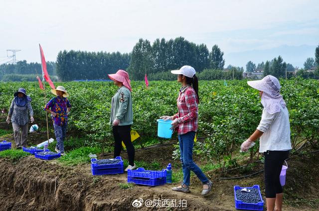 无蓝莓不夏天｜周至九峰藏了个百亩蓝莓园 不要门票任你吃到饱！