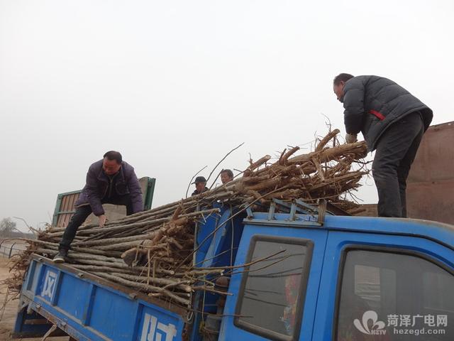 楸树冬季“收种”忙，种植迎来收益期