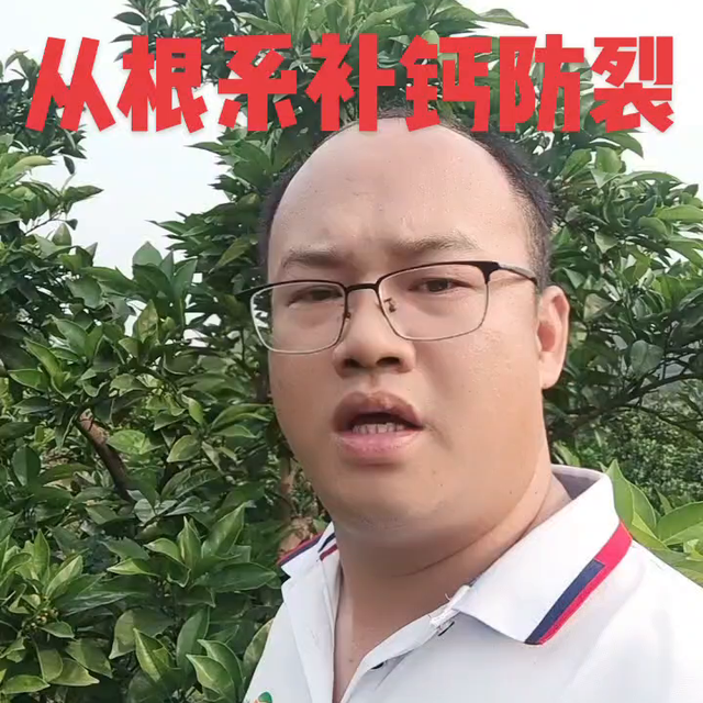 脐橙科学补钙，根据钙元素的特性，上喷下灌+合适的时间节...